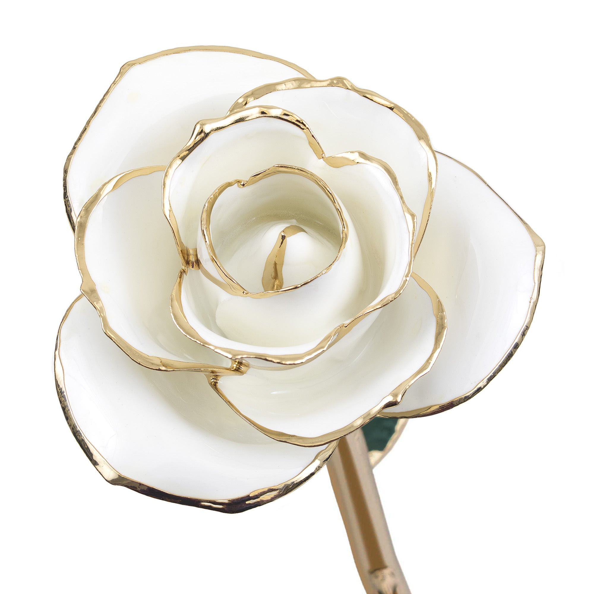 Blissful White - 24K Dipped Rose